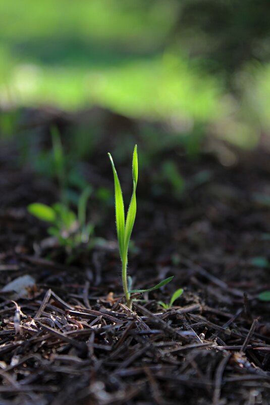 Травинка - Tina Kott