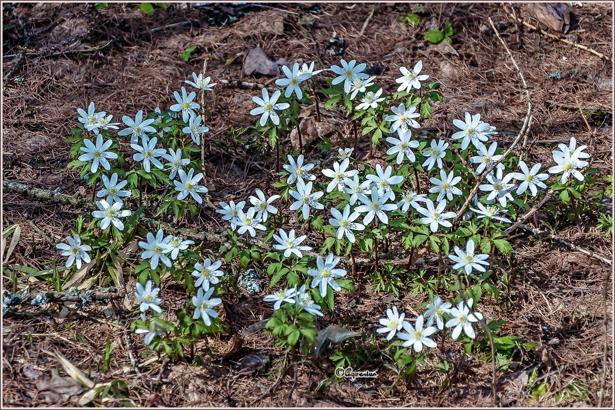 Подснежники... - Aquarius - Сергей