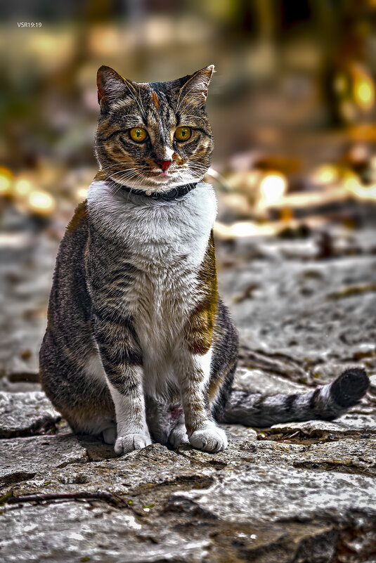 Gorgeous - Shmual & Vika Retro