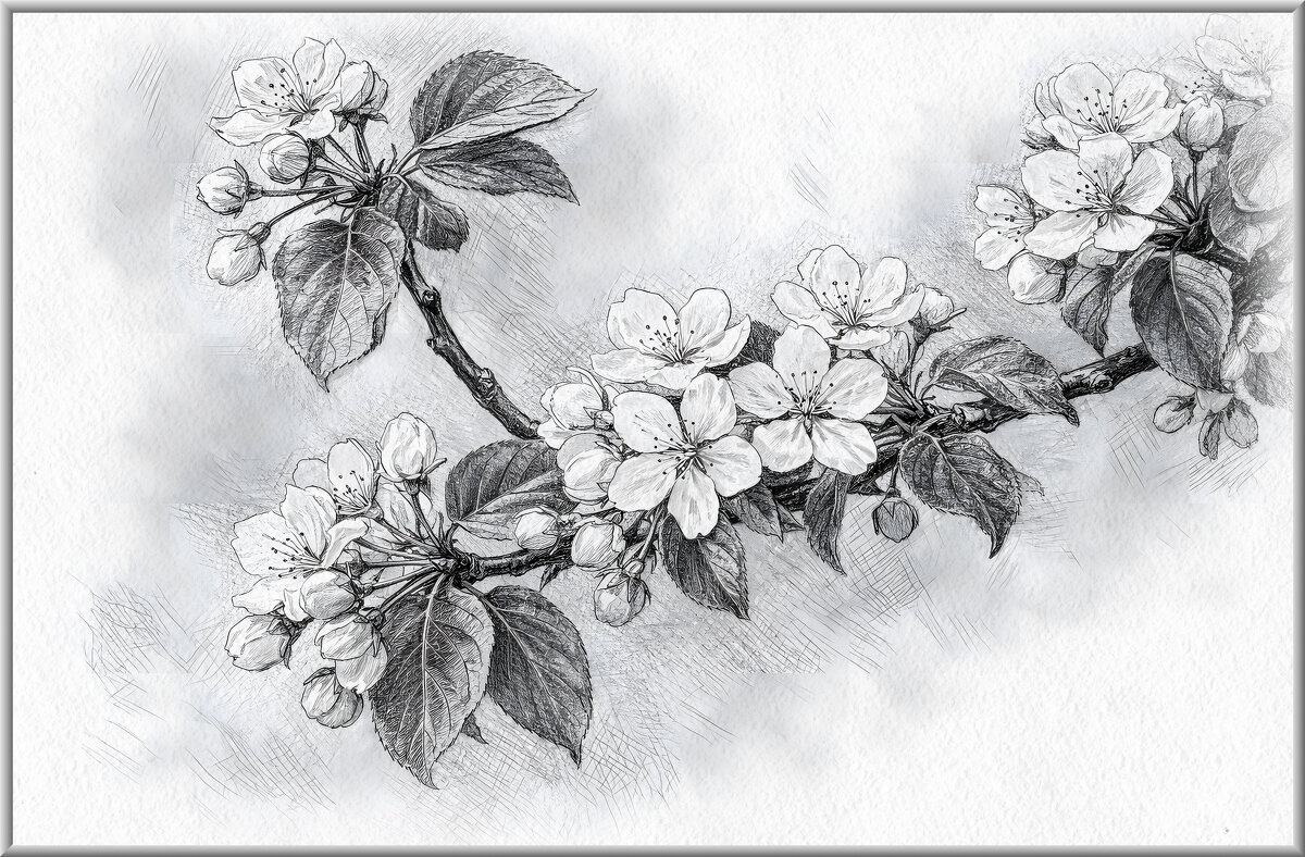 Вишня - Aleksey Afonin