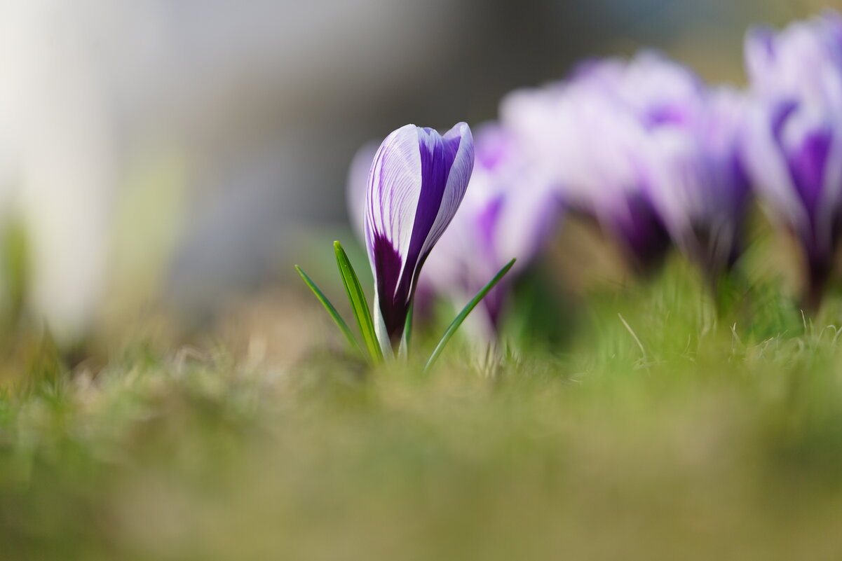 Нежность весны - Иван Литвинов