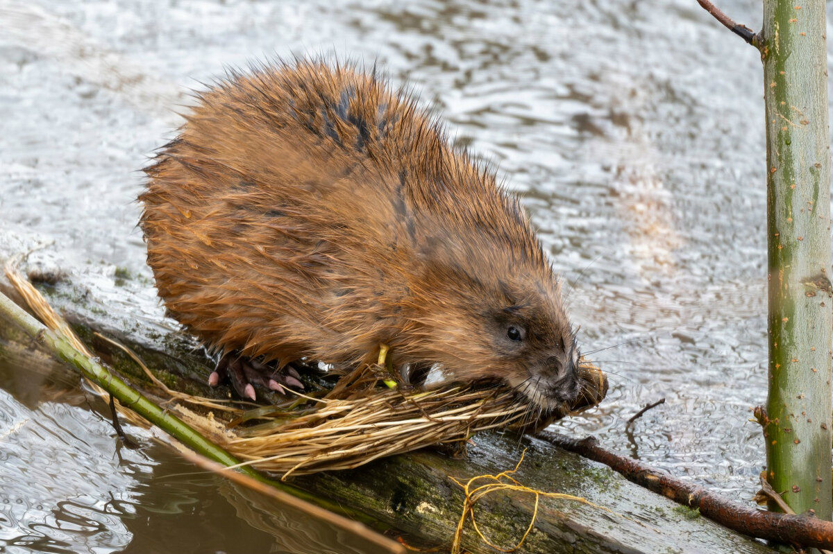 Ондатра - Андрей Л. В. Ондатра - Андрей Л. В.