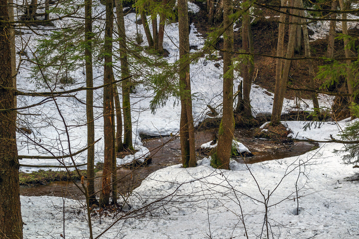 За деревьями - Сергей Цветков