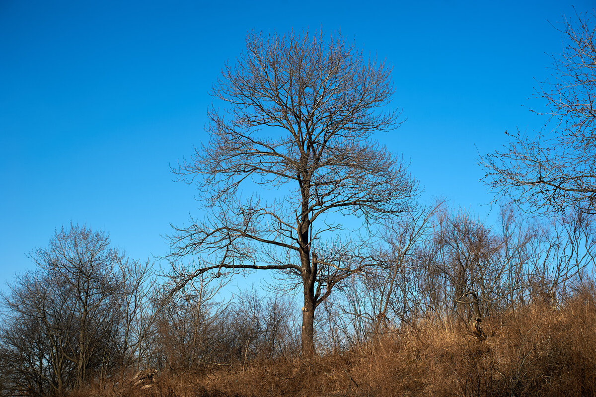 ... - Пал Саныч