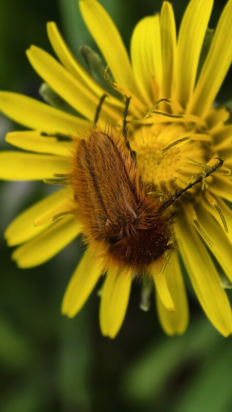 Хрущик- лисичка в нектаре - Мариша Тим Хрущик- лисичка в нектаре - Мариша Тим