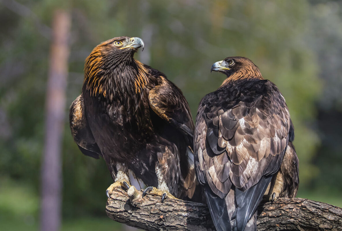 Беркут - SanSan 