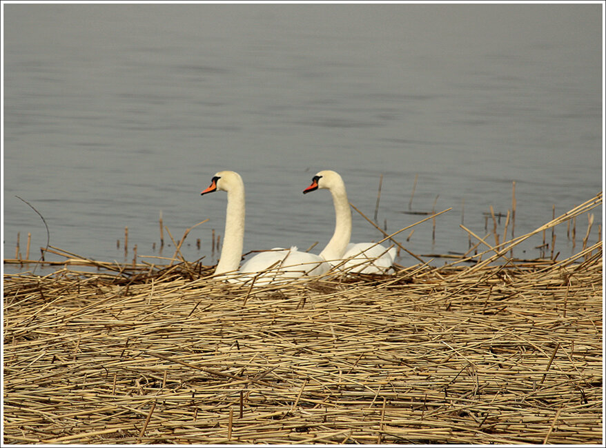 *** - Aleksandr Gal *** - Aleksandr Gal
