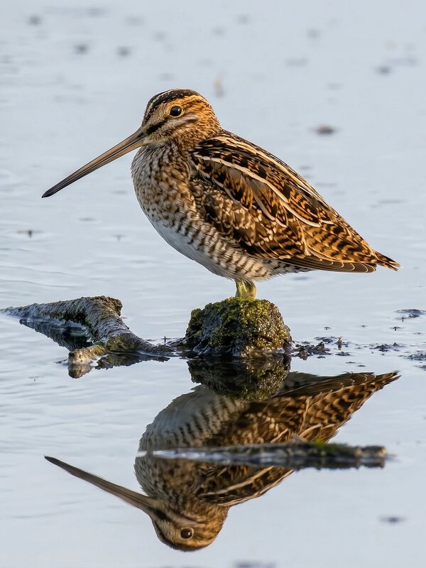 Бекас - Владислав Иопек