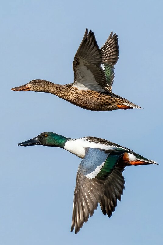 Широконоски - Владислав Иопек
