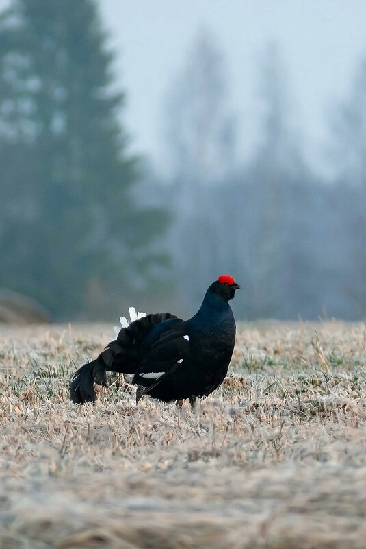 Тетерев - Владислав Иопек