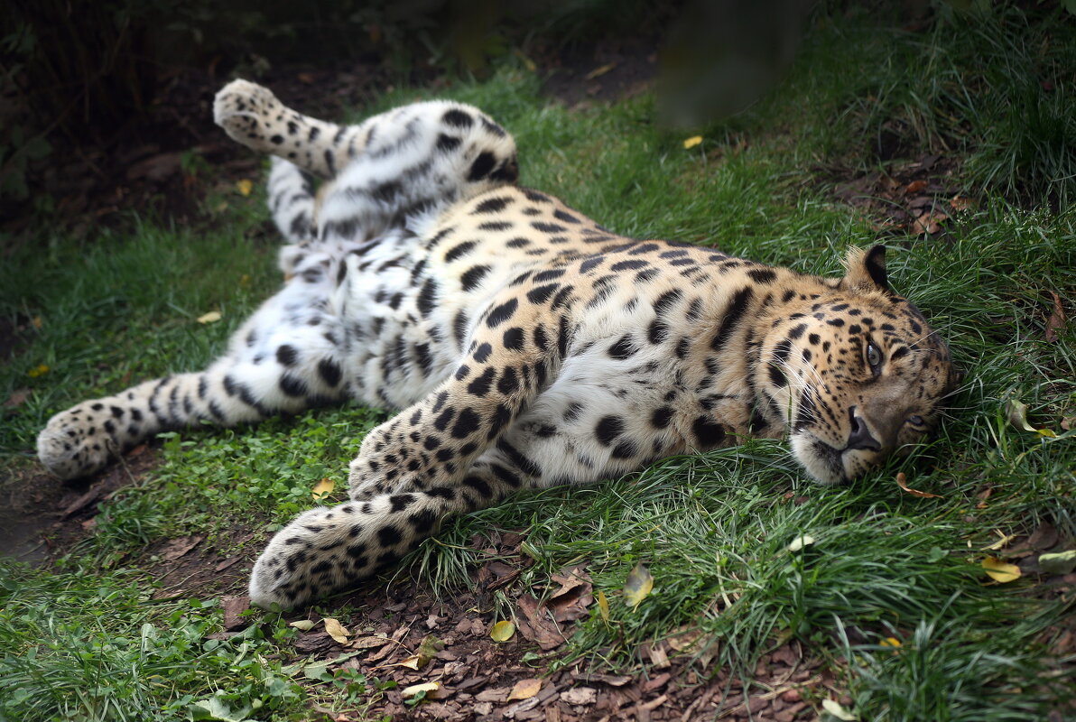 леопард - Михаил Бибичков