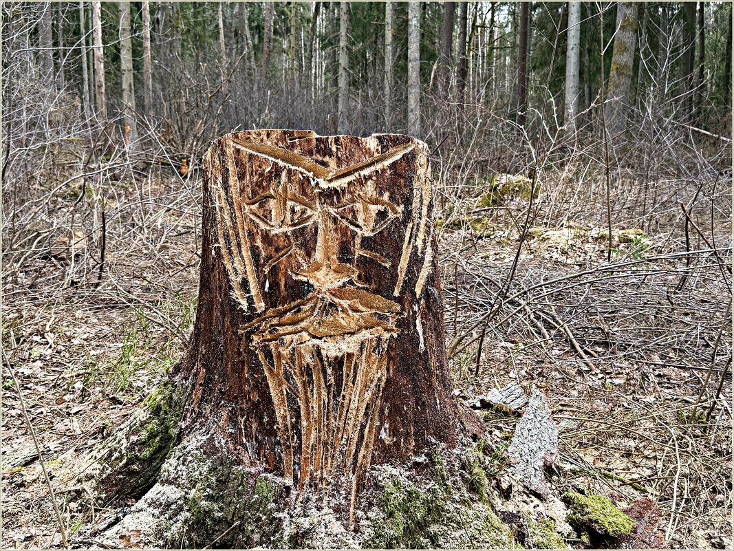 Весна. Лесная находка. - Валерия Комова