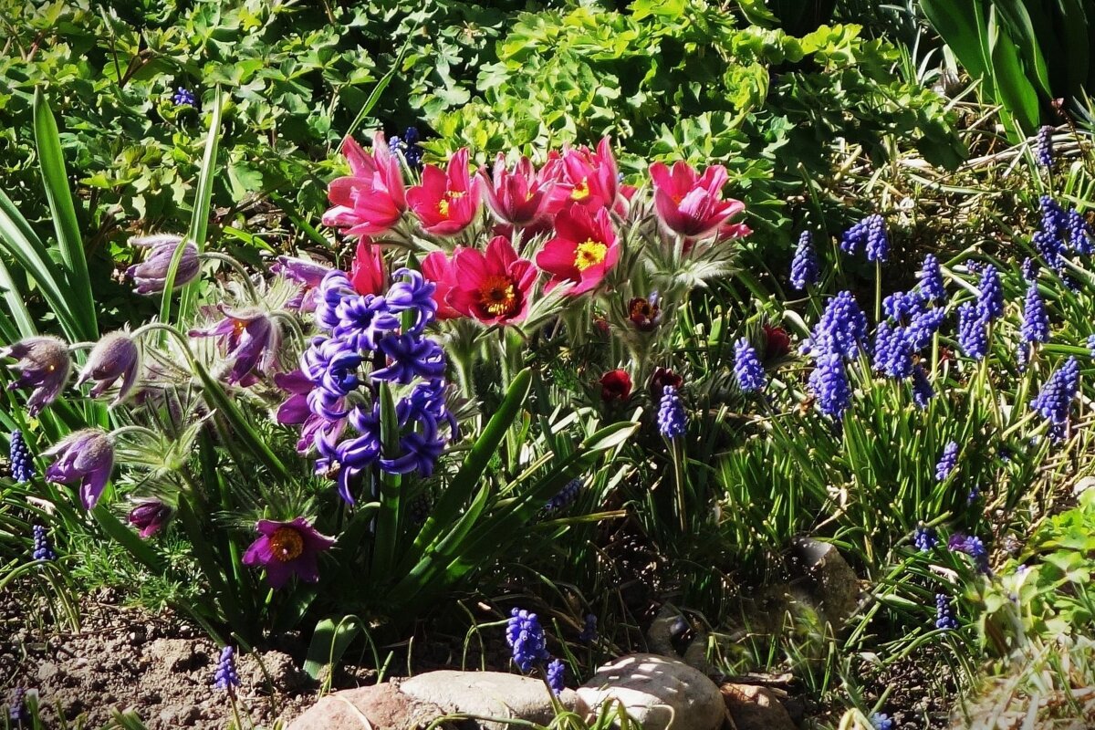 Прострел и мускари - Рита Симонова