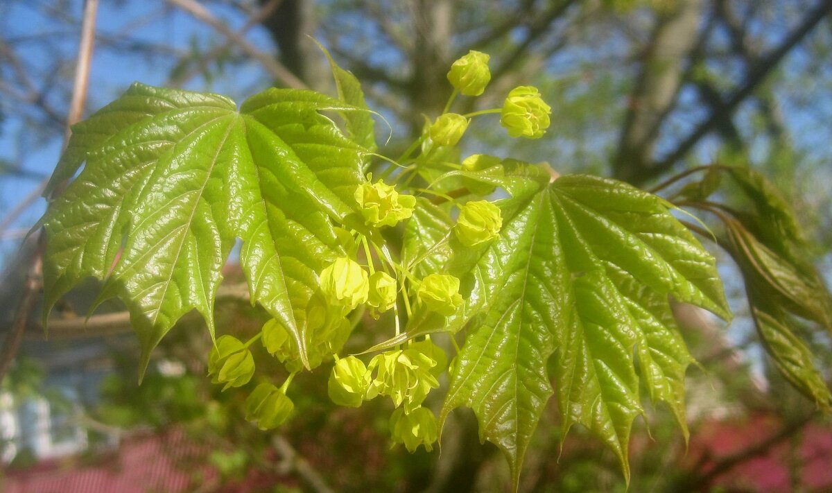 Весна идет! - Елена Семигина