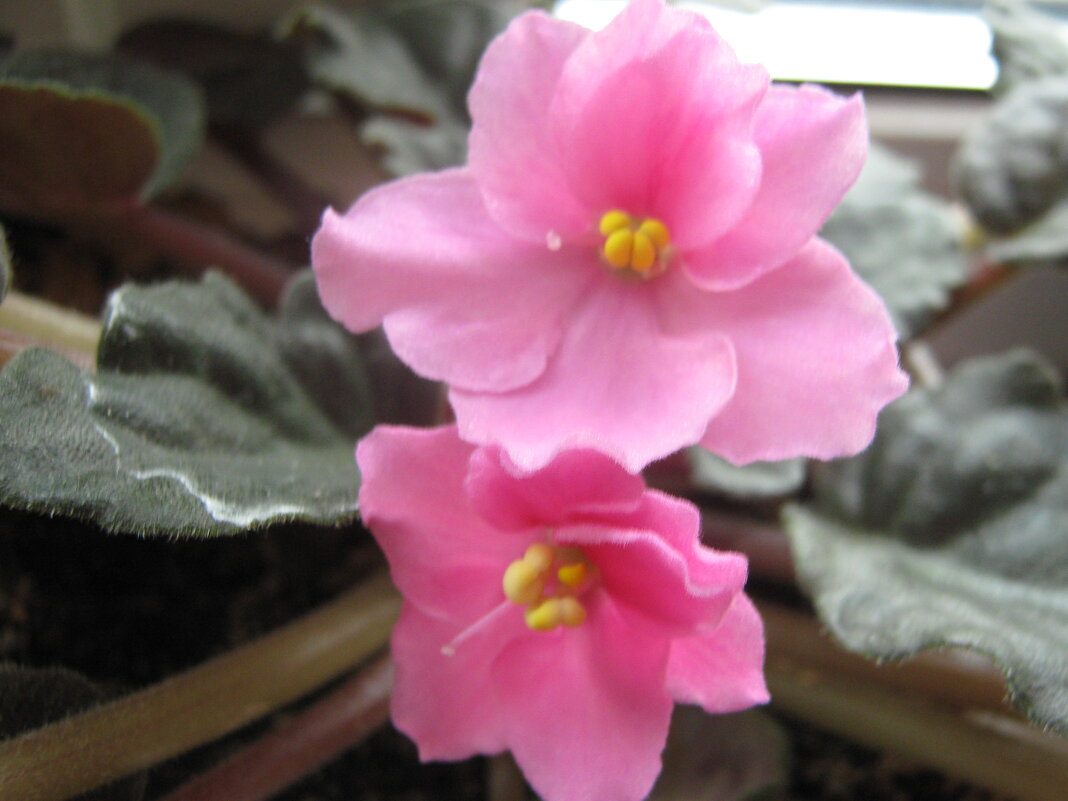 Фиалки - Елена Семигина