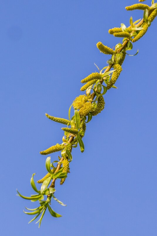 Весеннее пробуждение ... - Ravile 