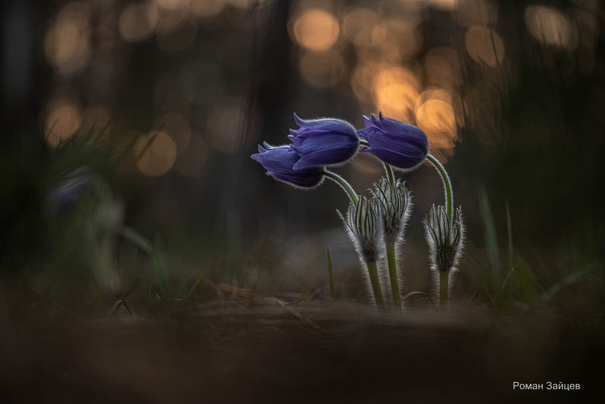 Сонная троица. - Роман Зайцев