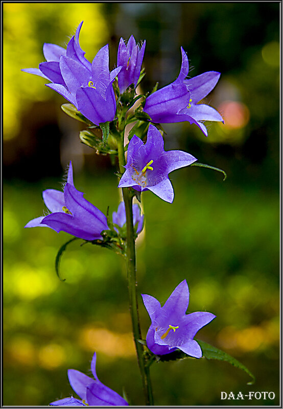КОЛОКОЛЬЧИК ЛЕСНОЙ. - Александр Дмитриев КОЛОКОЛЬЧИК ЛЕСНОЙ. - Александр Дмитриев