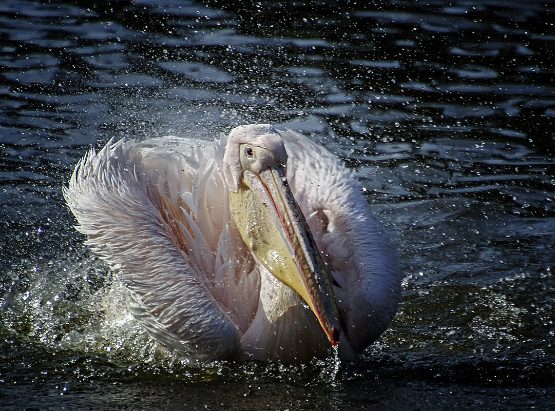 ****** - Андроник Александр 