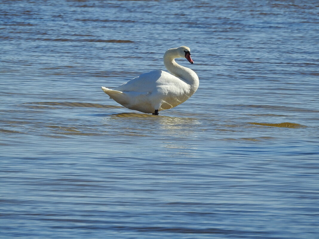 весенние зарисовки - ИННА ПОРОХОВА весенние зарисовки - ИННА ПОРОХОВА