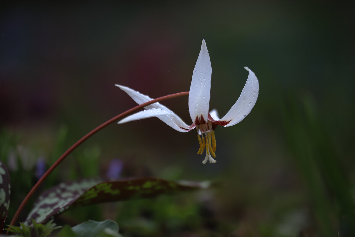 Кандык - Игорь Шевченко Кандык - Игорь Шевченко