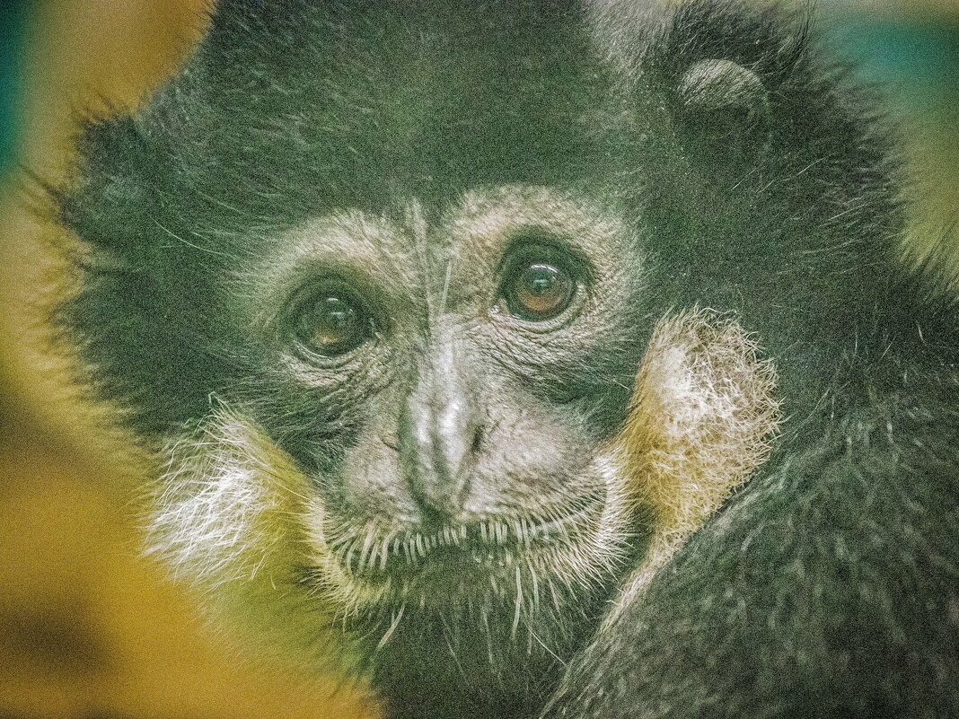 гиббон - Аркадий Лаптенко