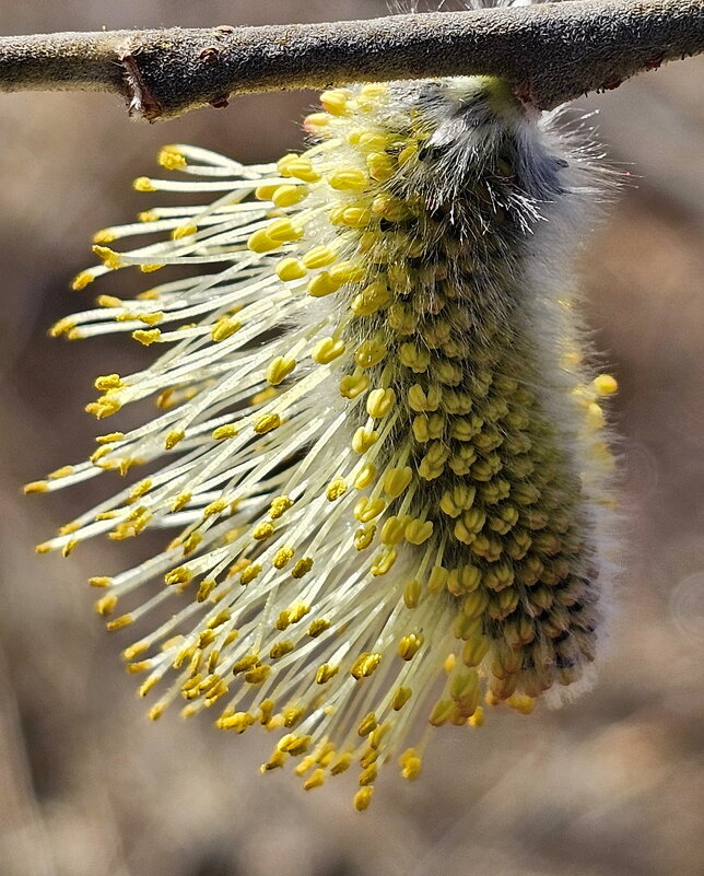 Верба - Михаил Свиденцов