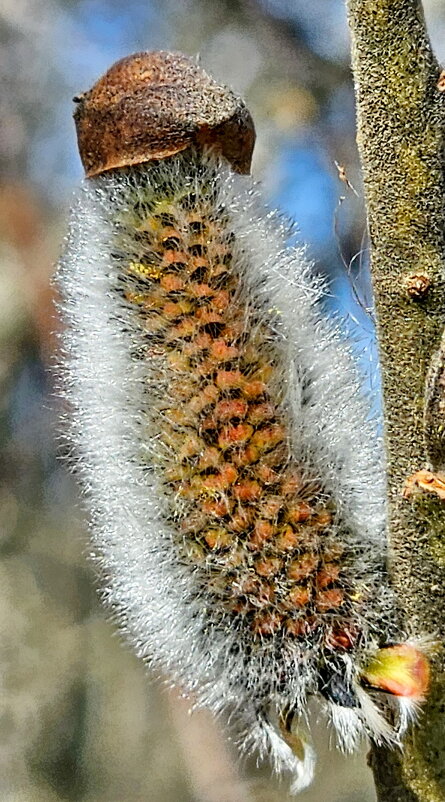 Дама в беретике - Михаил Свиденцов