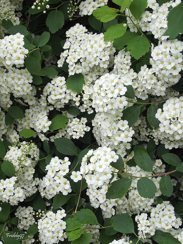 Спирея - Freddy 97
