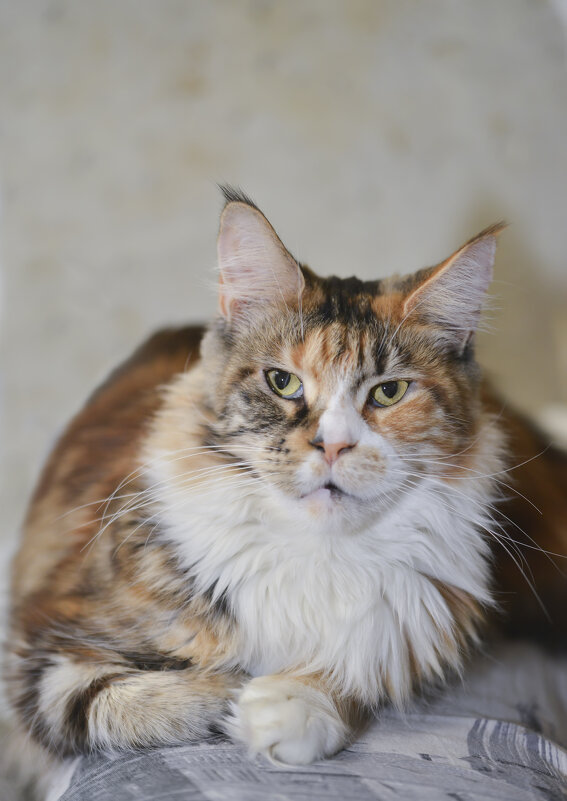 Куняша - Юрий Бичеров