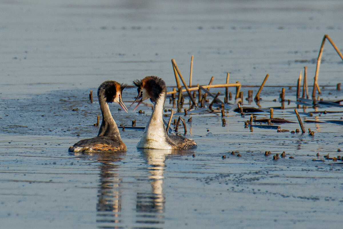 Посмотри в глаза.... - Sergey (Apg) Посмотри в глаза.... - Sergey (Apg)