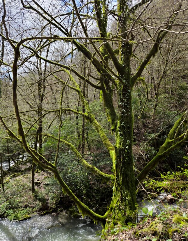 ОРЕХОВКА - Tata Wolf