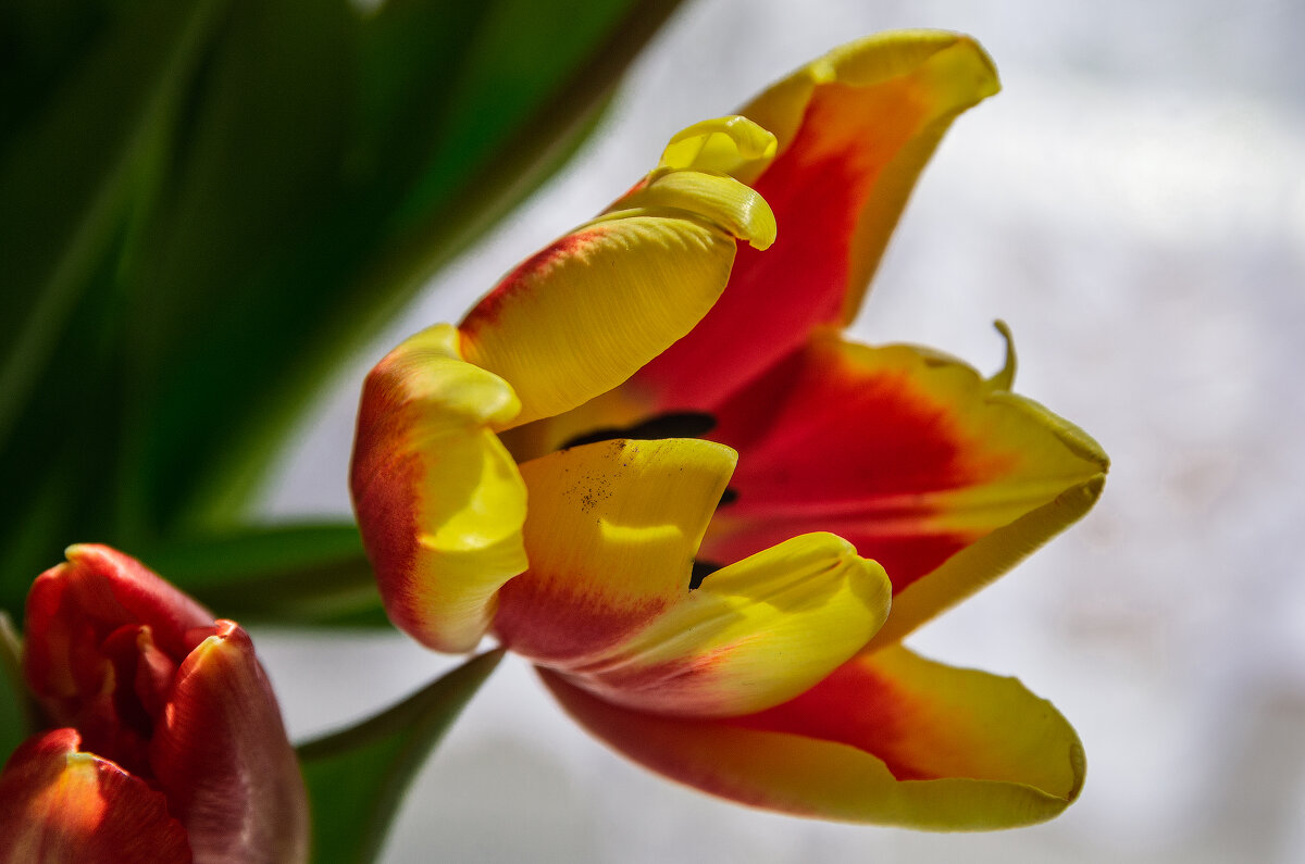 Чудесный тюльпан - Виктор Иванович Чернюк