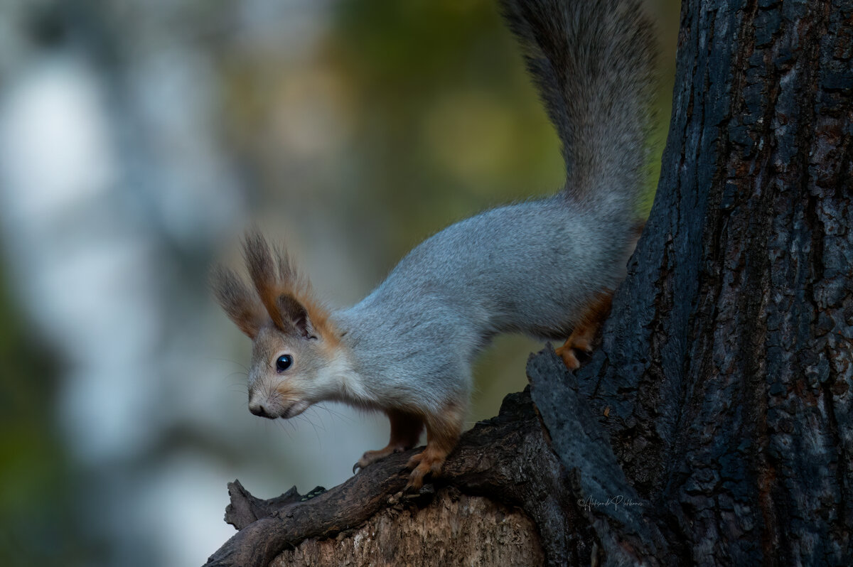 Пришла - Александр Плеханов