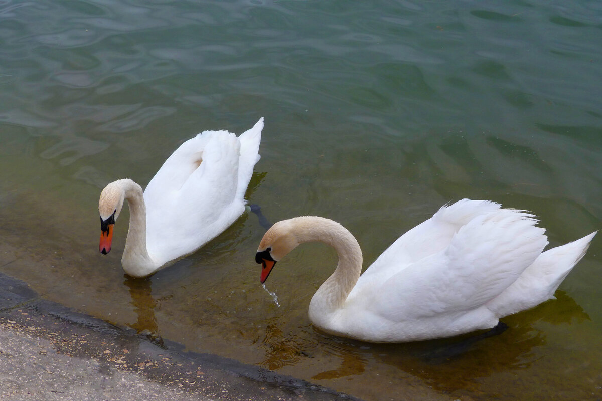 Пара  лебедей - Валентин Семчишин