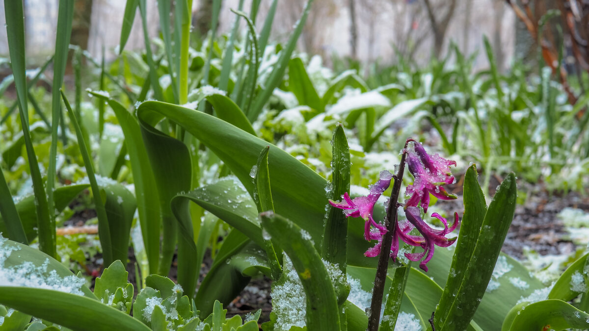 В Апреле - юрий поляков