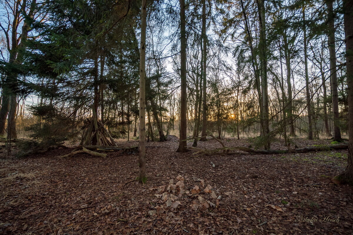 Из жизни леса... - Николай Гирш