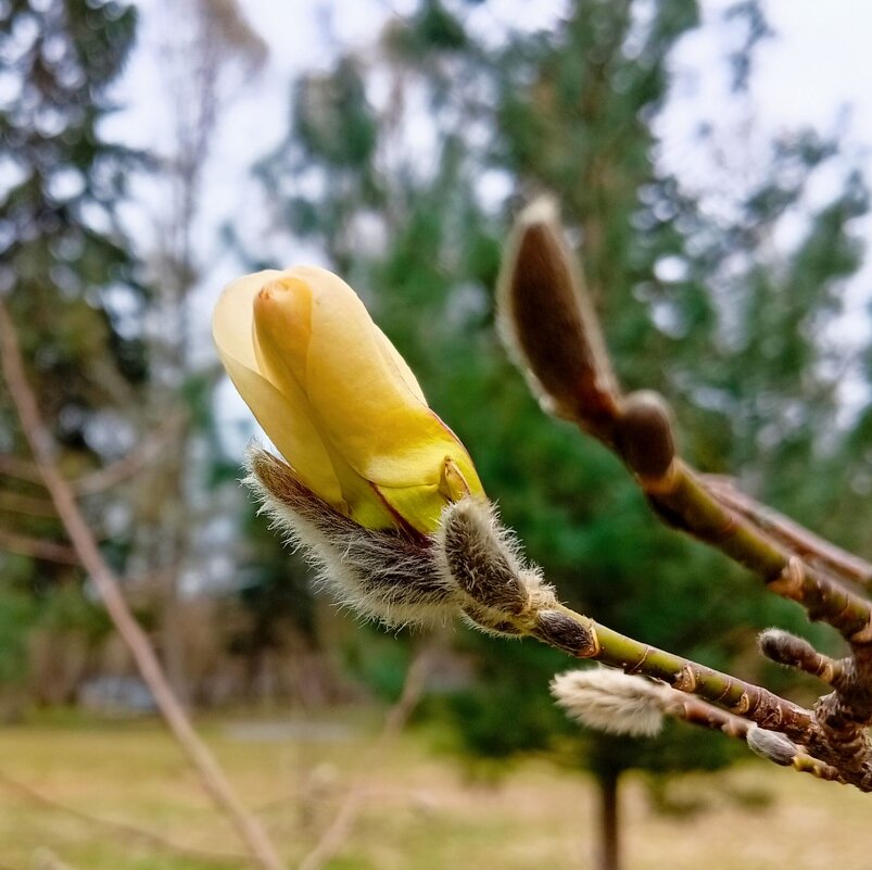 Магнолия на низком старте - Галина Бобкина
