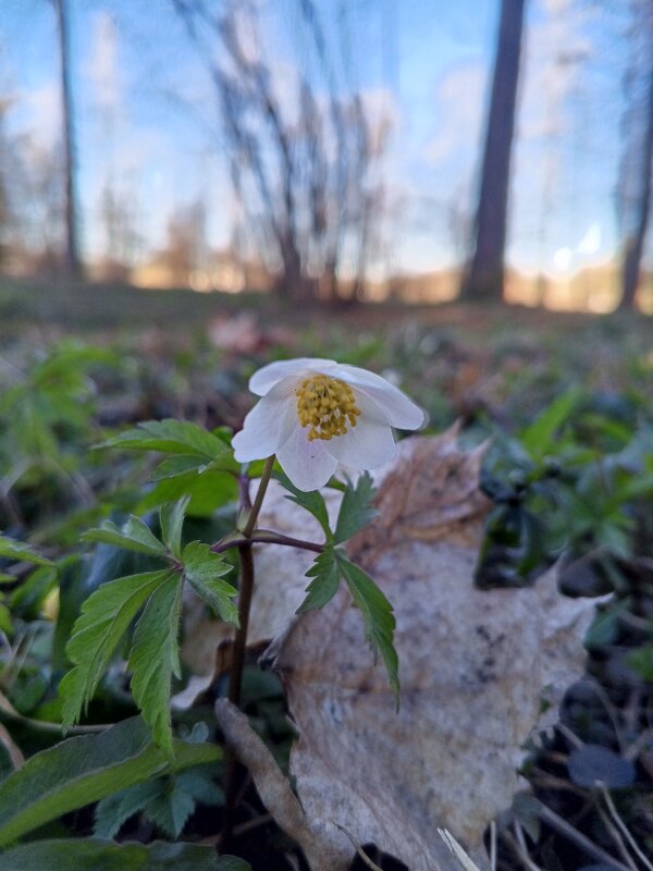 Ветреница - Сапсан 