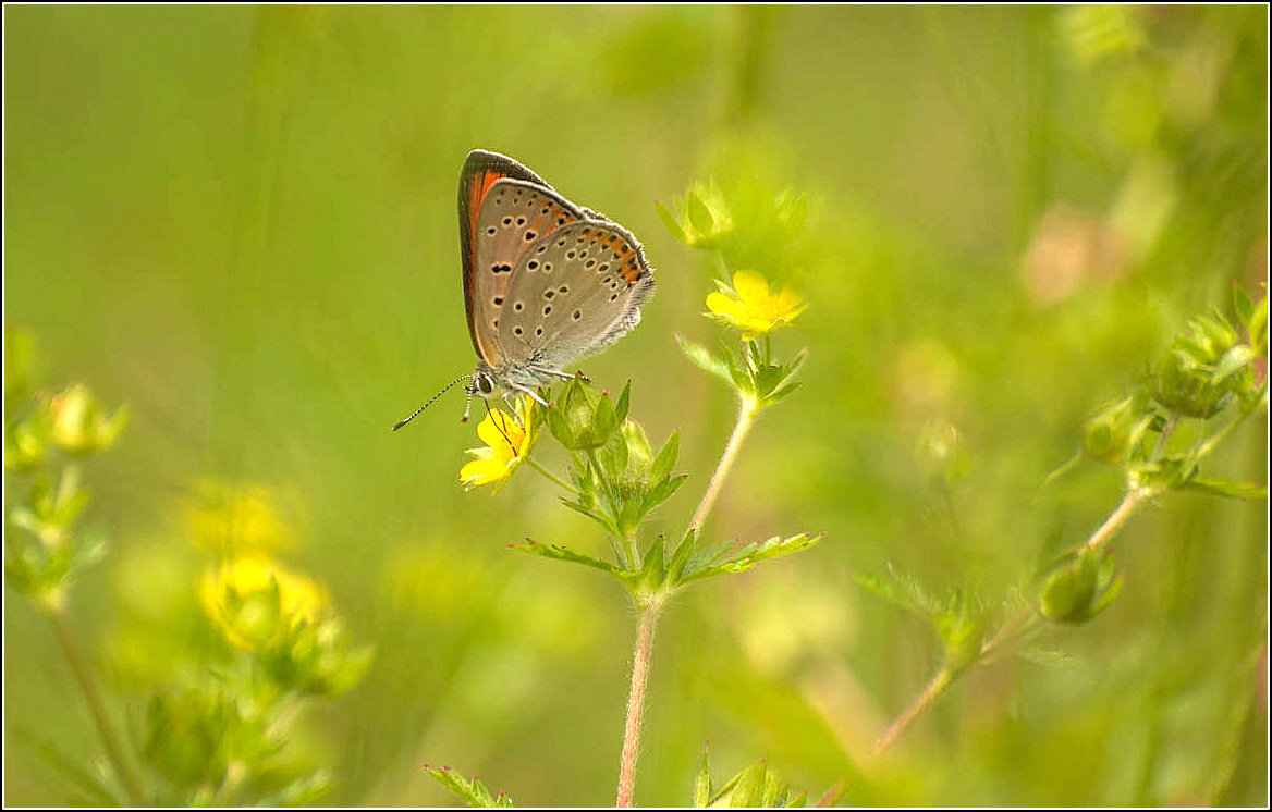 ГОЛУБЯНКА ... - Владимир Железнов