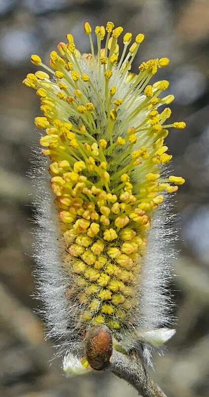 Весна.Верба - Михаил Свиденцов