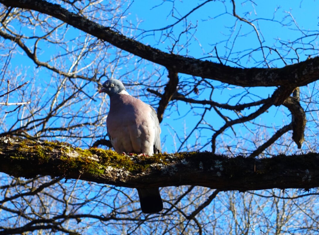 Прилетели Вяхири.. - Aida10 Прилетели Вяхири.. - Aida10