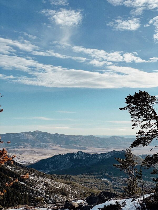 Одинокая сосна - Георгиевич 