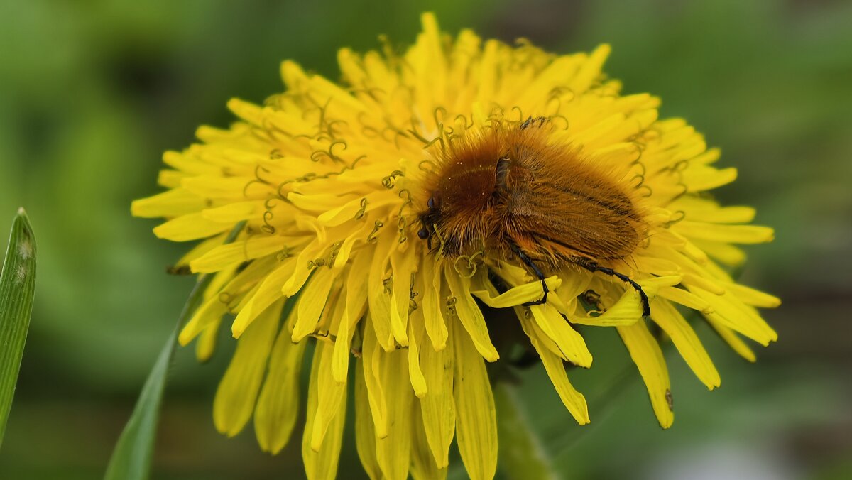 Хрущик- лисичка на одуванчике - Мариша Тим