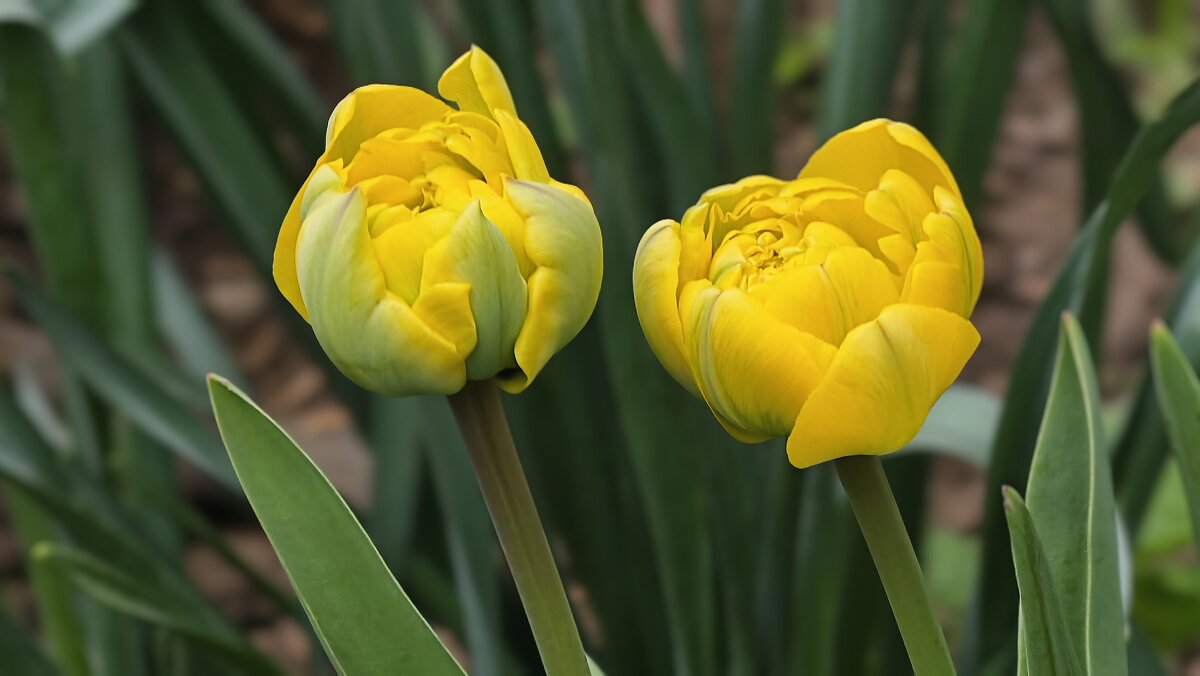 Махровые тюльпаны - Мариша Тим