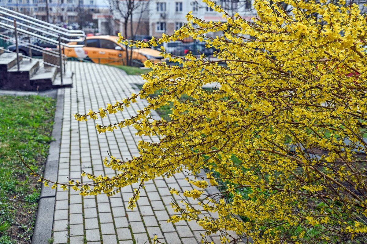 Форзиция - Валерий Иванович