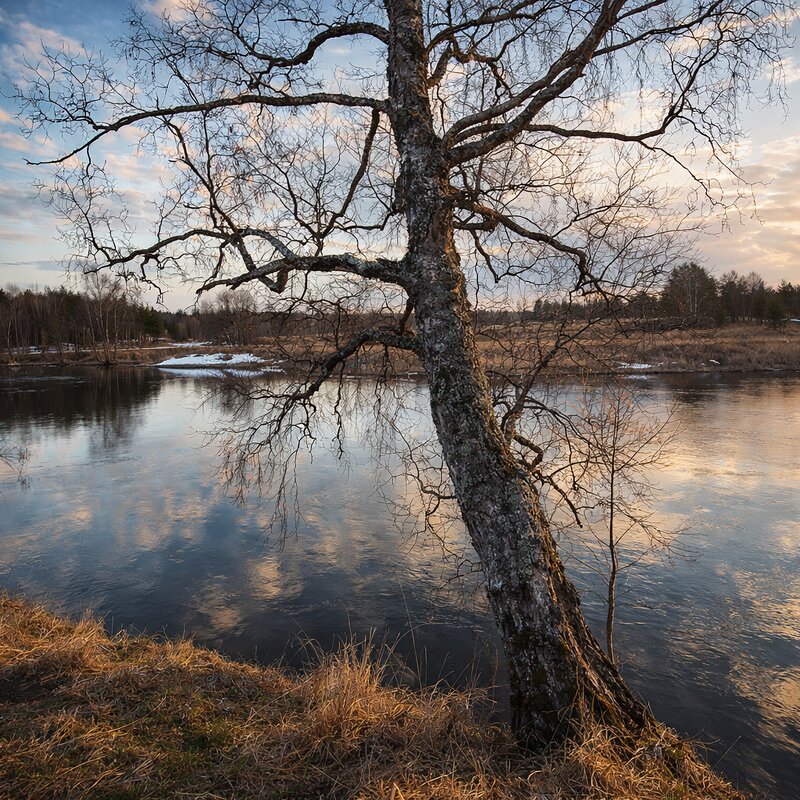 Берёза у реки Молокча - Денис Бочкарёв