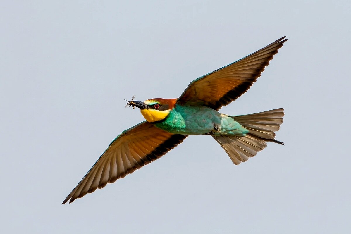 Золотистая щурка - Владислав Иопек