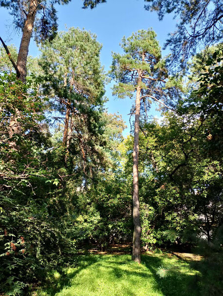 Зелёная роща   Екатеринбург - Елена Шаламова