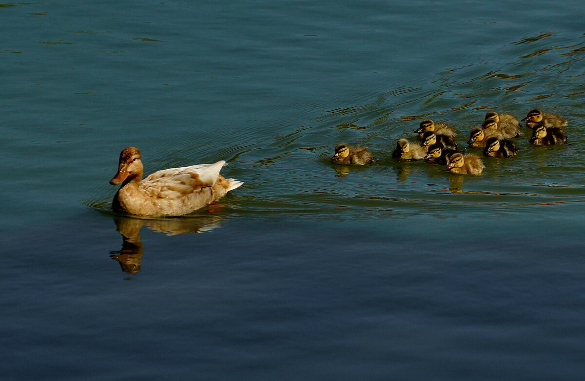 Следуйте за мной... - Николай Саржанов